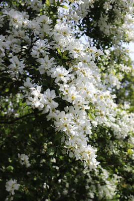 Exochorda racemosa - hroznovec hroznatý - kvetení